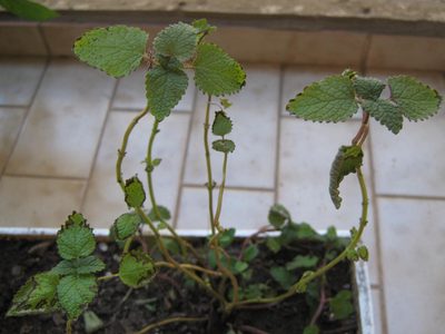 Si la helada secó tu planta de menta, esta es la forma más fácil y rápida de revivirla