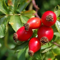 Para disfrutar: cuáles son los cinco frutos más ricos de Neuquén