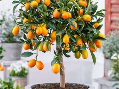 El árbol que más rápido da frutas, es a prueba de principiantes y puede sobrevivir en maceta