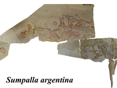 El museo de Zapala sumó un hallazgo con referencia a la mitología mapuche