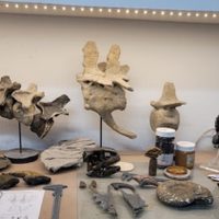 Restituyeron fósiles al Museo de Ciencias Naturales de la Universidad Nacional del Comahue
